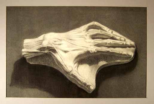 Plaster cast of an ecorche hand