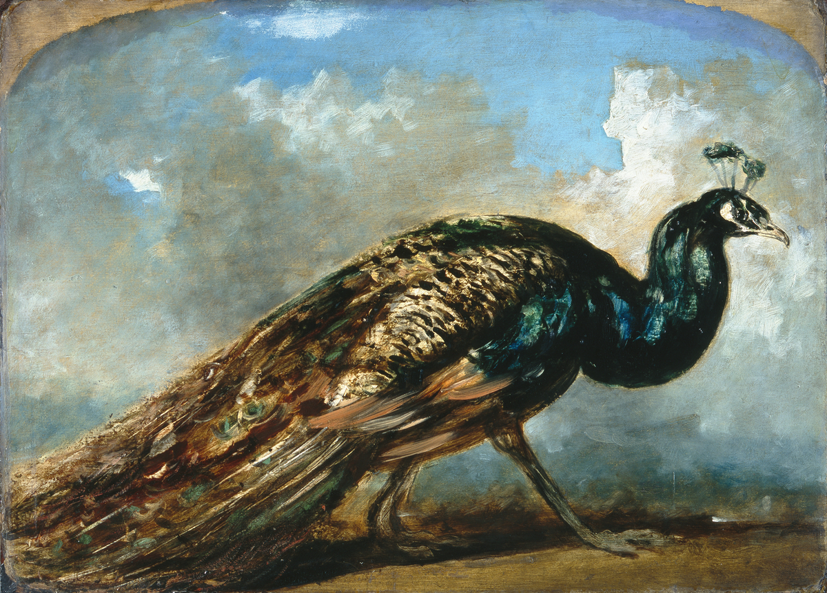 Study of a Peacock