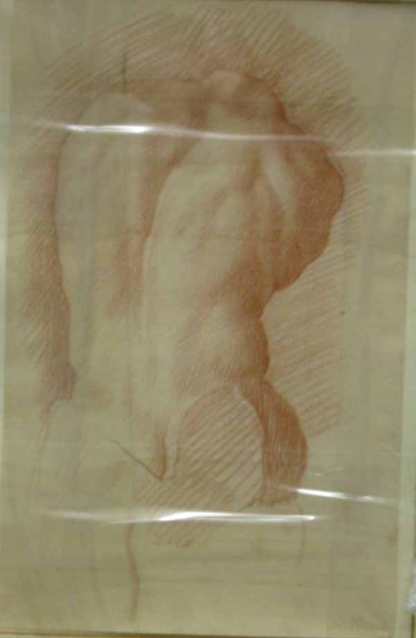 Studies from the Nude -Torso