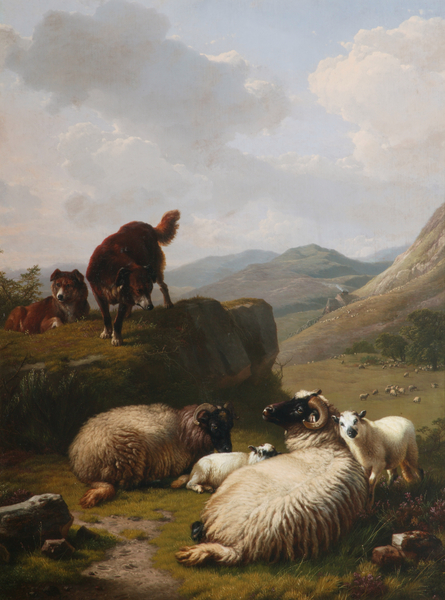 Sheep and Dogs