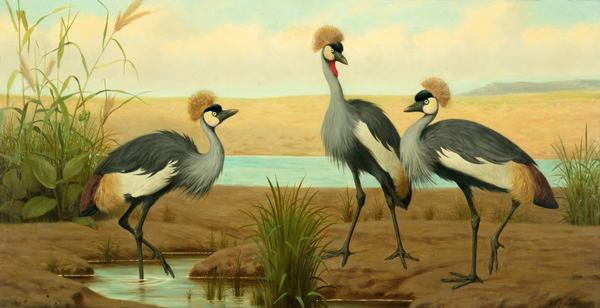 South African Crowned Cranes