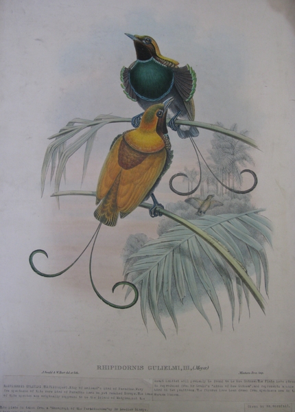 Monograph of the Paradiseidae; Rhipidornis Gulielmi, III