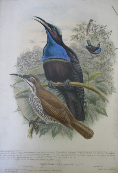 Monograph of the Paradiseidae; Craspedophora Magnifica