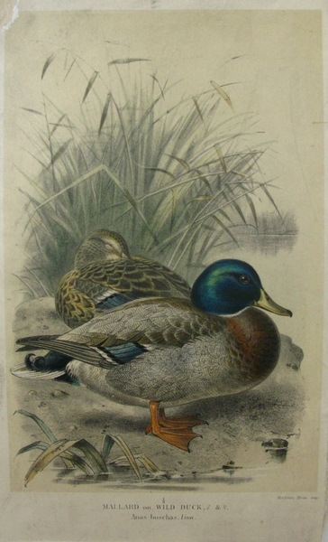 Mallard or Wild Duck
