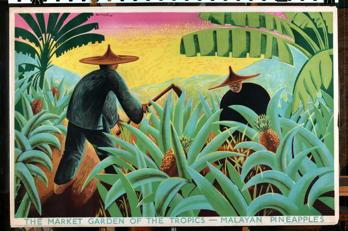 The Market Garden of the Tropics - Malayan Pineapples